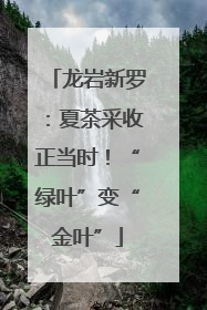 龙岩新罗：夏茶采收正当时！“绿叶”变“金叶”