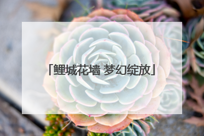 鲤城花墙 梦幻绽放