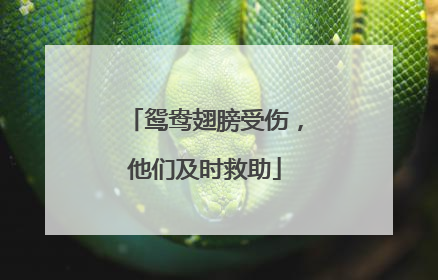 鸳鸯翅膀受伤，他们及时救助